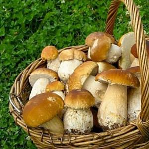 Види грибів: назви, опис, властивості
