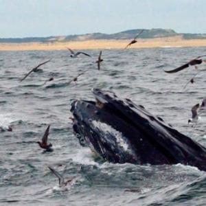 الحوت الأزرق: حقائق مثيرة للاهتمام سلالات الحوت الزرقاء عن ذلك