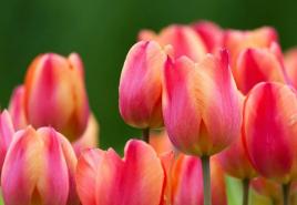Вирощування і догляд тюльпанів