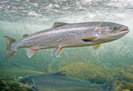 Riblji losos u Rusiji: bogato more?