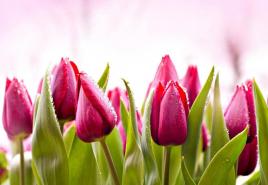 Опис, види і вирощування тюльпанів