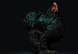 드림 해석 : 꿈의 닭고기, 꿈을 꿈꾸는 닭고기