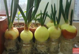 روش درخشان برای رشد پیاز سبز در خانه بدون زمین و گلدان سلول از تخم مرغ برای کاشت پیاز سبز