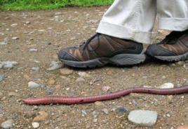 tarli giganti'яки Найбільший земляний черв'як у світі